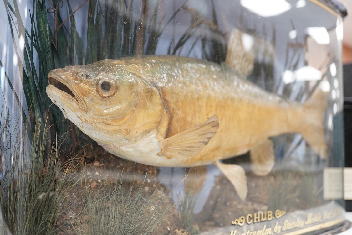 A taxidermy Chub in a bowed case, inscribed ‘Caught in the Ouse at Huntingdon, by Stanley Puckle, Oct. 1898’, 59cm wide